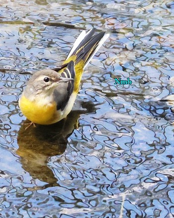 Grey Wagtail Unknown Spots Unknown Date