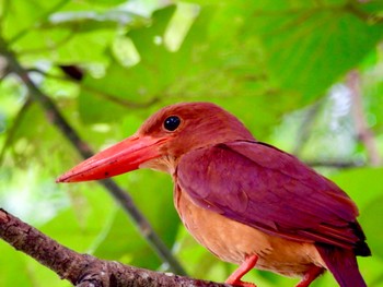 Ruddy Kingfisher(bangsi) Ishigaki Island Wed, 7/19/2023