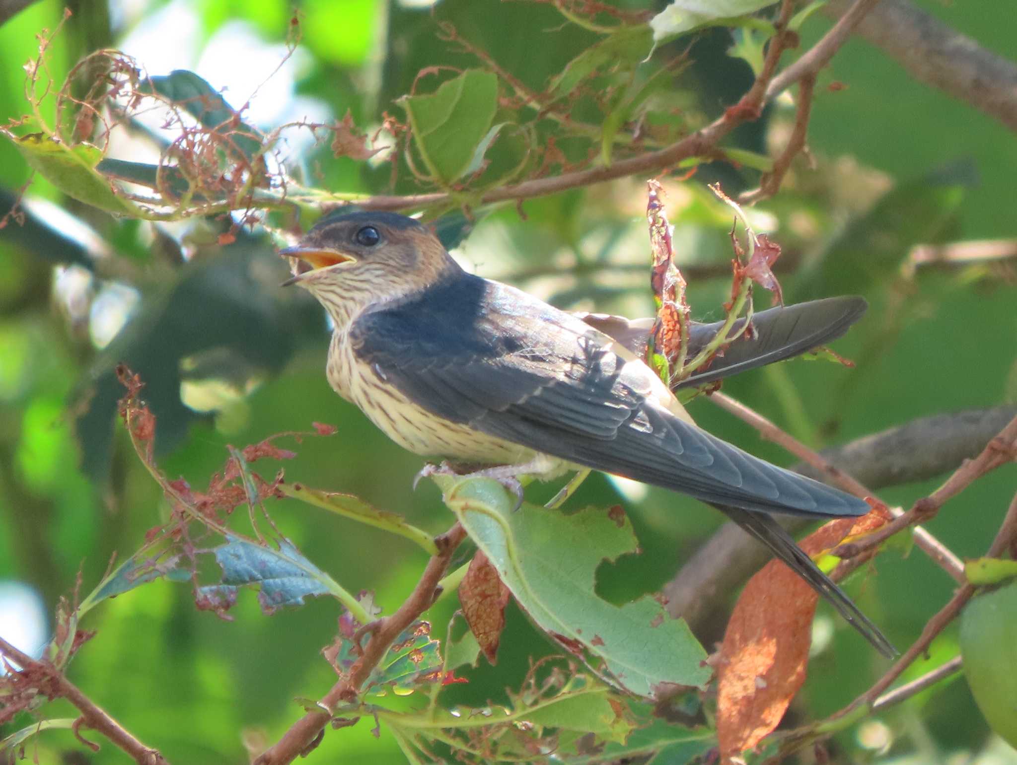 Photo of Red-rumped Swallow at 京都 by あなちゃん