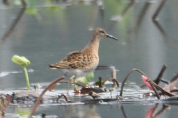 Ruff 熊本市沖新町 Thu, 8/29/2019