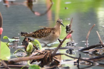 Ruff 熊本市沖新町 Thu, 8/29/2019