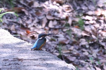 カワセミ 庄内緑地公園 2023年8月19日(土)