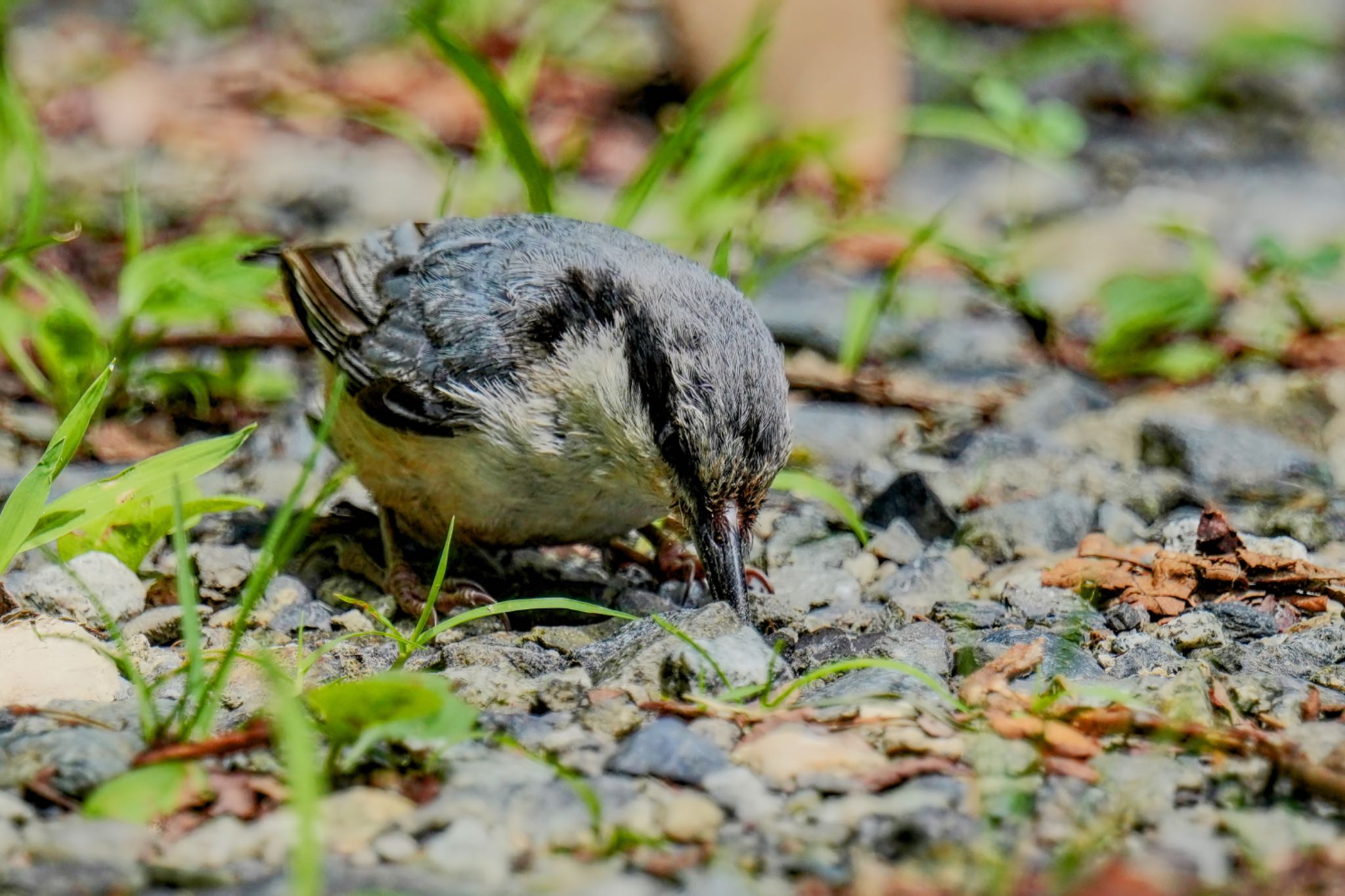 ゴジュウカラ