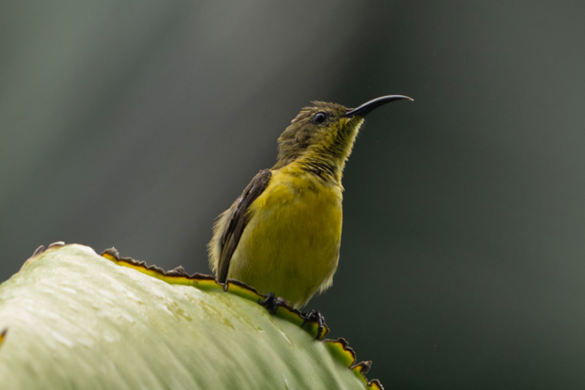 Photo of Ornate Sunbird at Singapore Botanic Gardens by T K