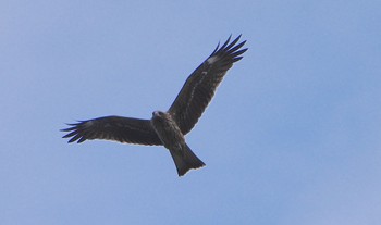 Black Kite 堺浜 Sat, 8/19/2023