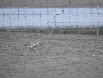 2023年8月19日(土) ふなばし三番瀬海浜公園の野鳥観察記録