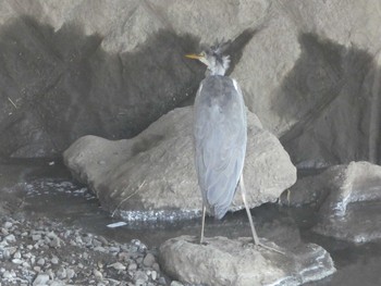 2018年8月25日(土) 境川(境橋付近)の野鳥観察記録