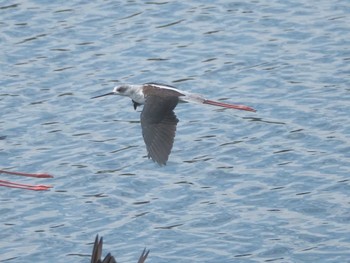 2023年8月18日(金) 土留木川河口(東海市)の野鳥観察記録