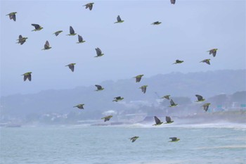 Wed, 8/9/2023 Birding report at Terugasaki Beach