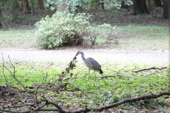 アオサギ 大阪城公園 2023年8月18日(金)