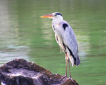 2023年8月19日(土) 大仙公園の野鳥観察記録