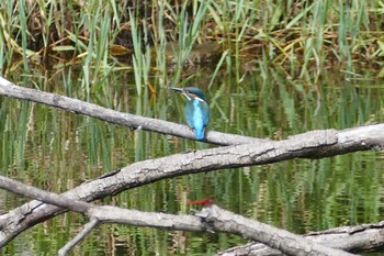 カワセミ 赤羽自然観察公園 2023年8月14日(月)