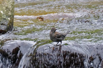 カワガラス 越後湯沢 2012年7月23日(月)