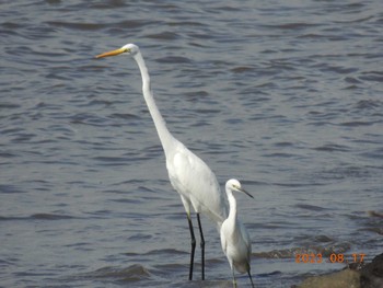 ダイサギ 葛西臨海公園 2023年8月17日(木)