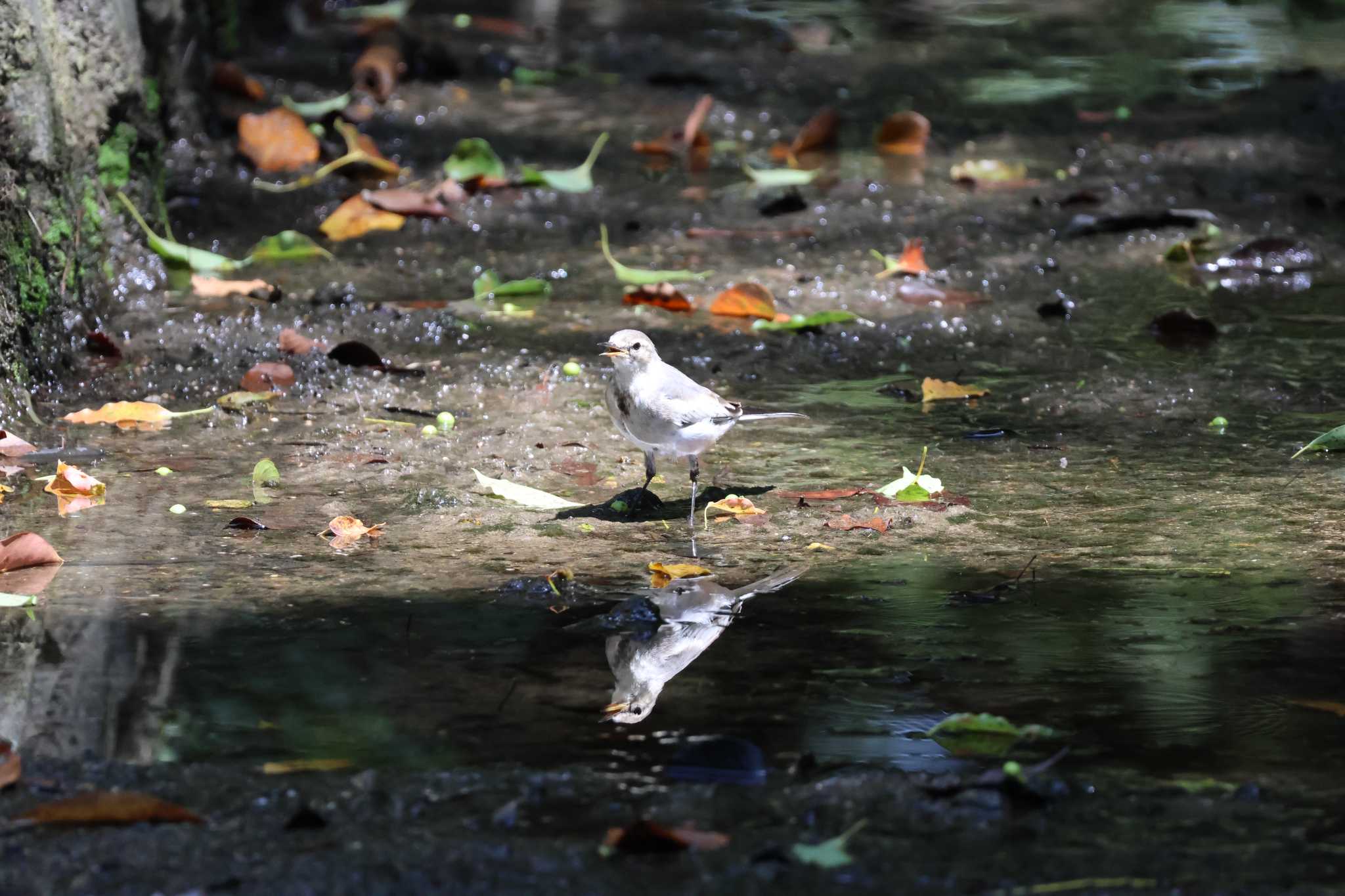 庄内緑地公園 ハクセキレイの写真 by らいず