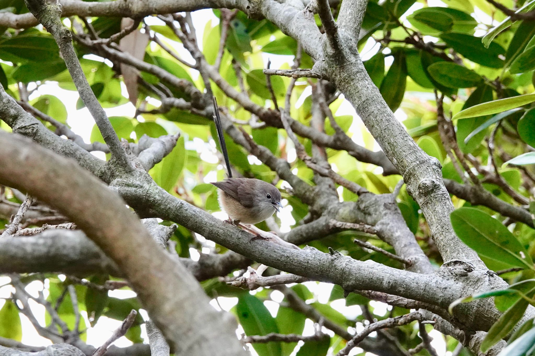 Variegated Fairywren