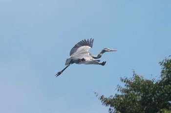 2023年8月19日(土) 池子の森自然公園の野鳥観察記録