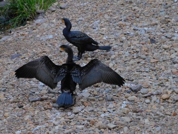 2023年8月19日(土) 平和の森公園、妙正寺川の野鳥観察記録