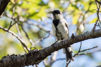 Japanese Tit Machida Yakushiike Park Sat, 8/25/2018