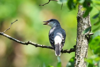 2023年8月19日(土) 早戸川林道の野鳥観察記録