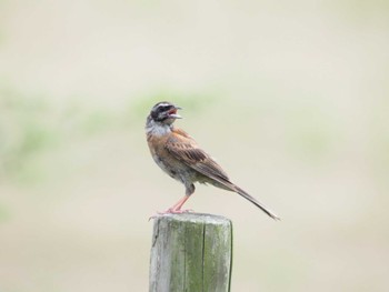 Meadow Bunting 加古大池 Sat, 8/19/2023