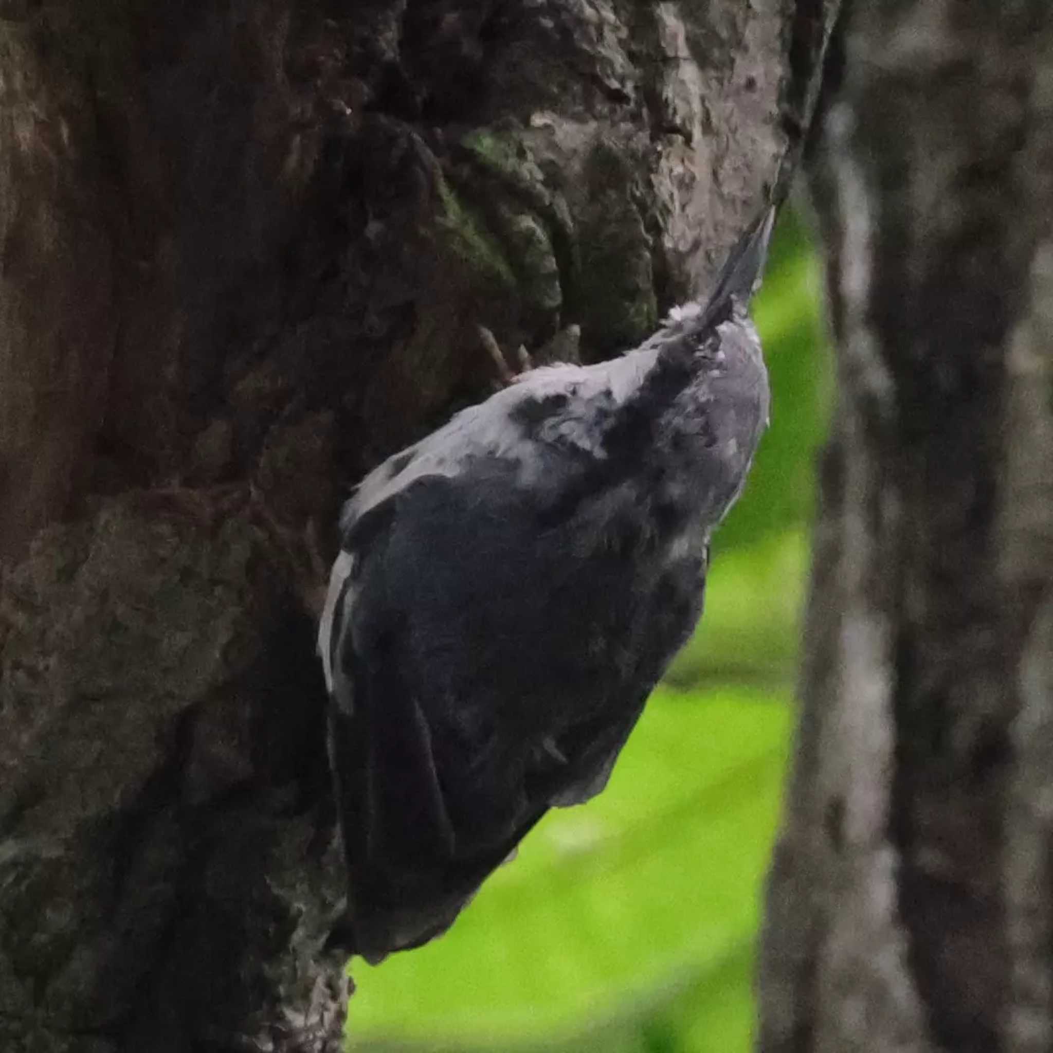 Photo of Eurasian Nuthatch at 榛名湖 by toshi