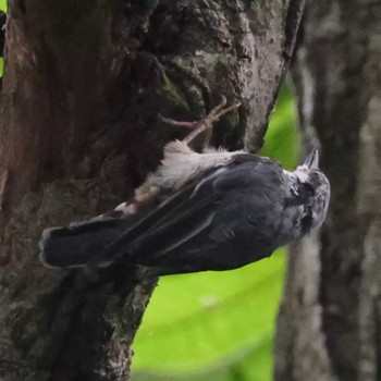 Eurasian Nuthatch 榛名湖 Unknown Date