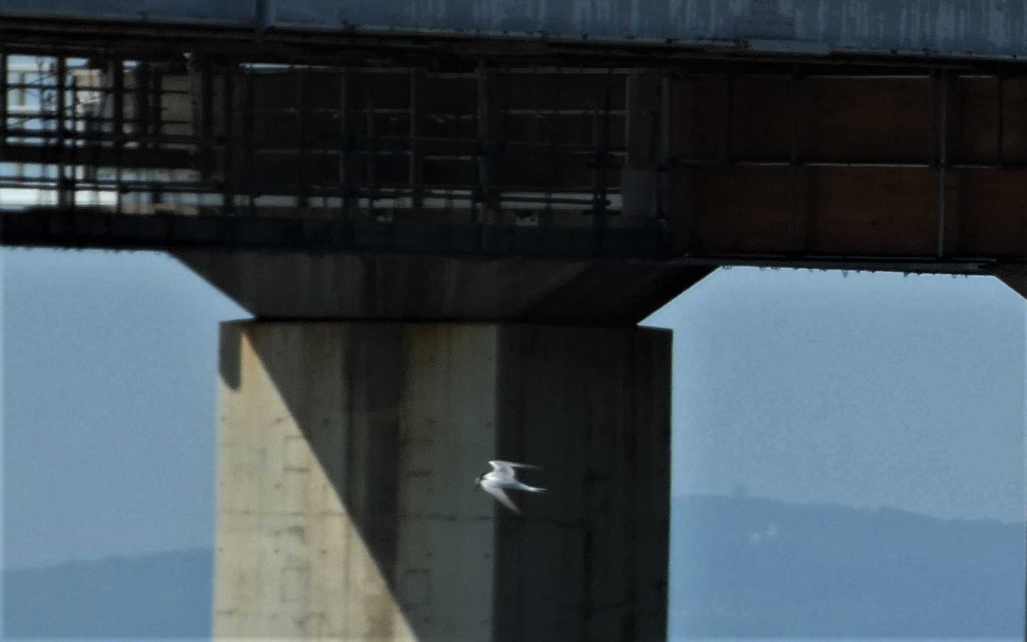 Little Tern