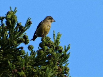 2023年8月14日(月) 野尻湖の野鳥観察記録