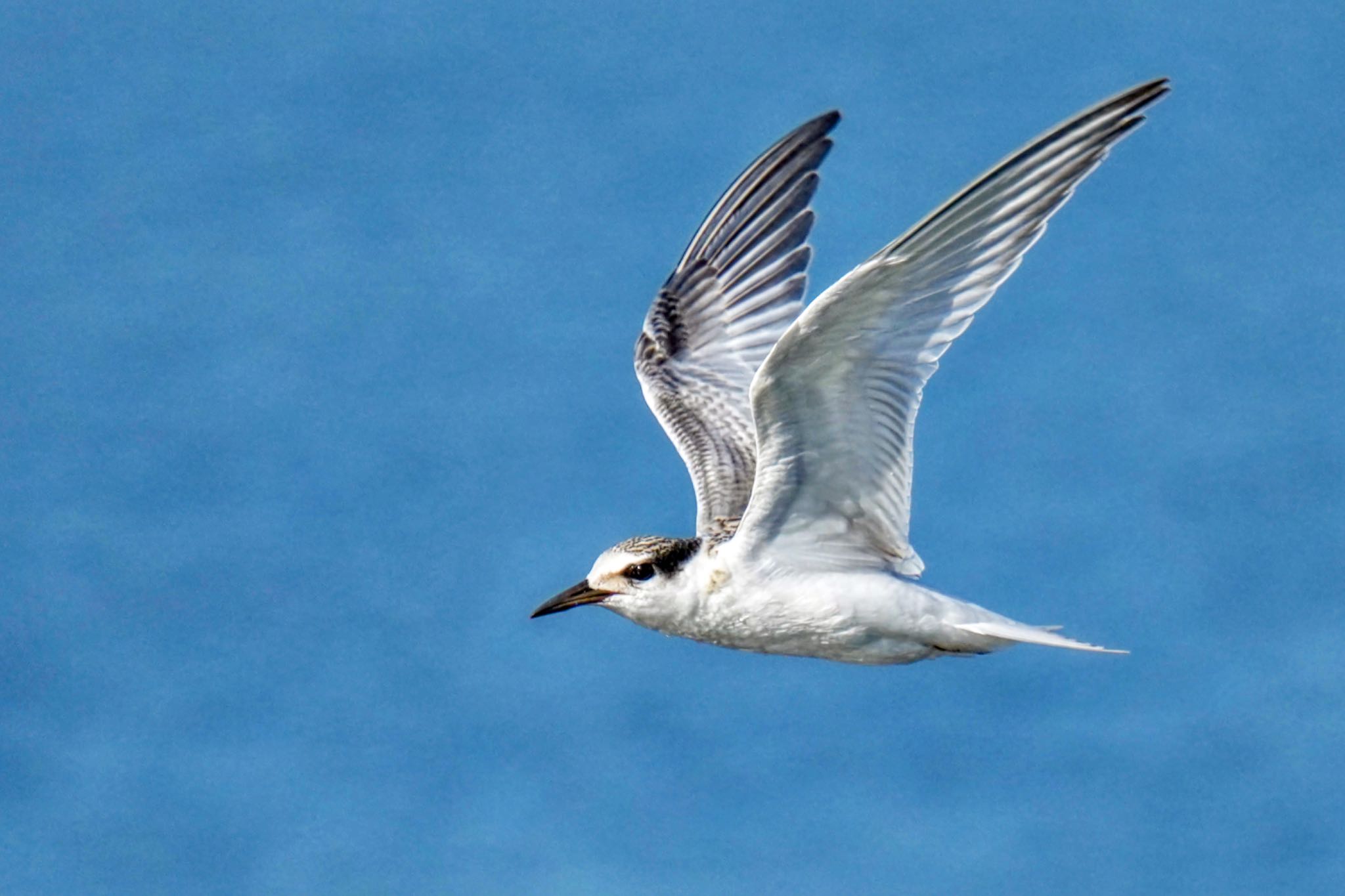 Little Tern