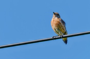 Amur Stonechat JGSDF Kita-Fuji Exercise Area Sat, 8/12/2023