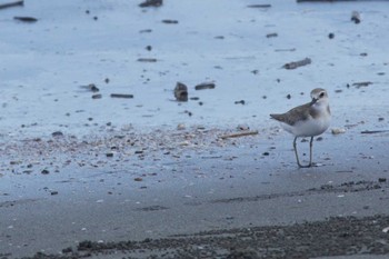 Greater Sand Plover 千葉県 Wed, 8/16/2023