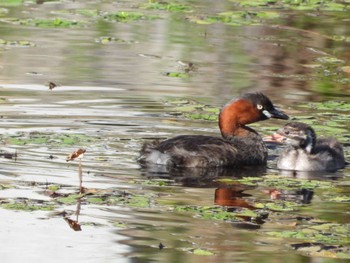 Little Grebe 岡山城お堀 Sun, 8/13/2023