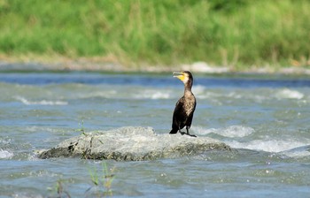 2018年8月25日(土) 玉淀河原の野鳥観察記録