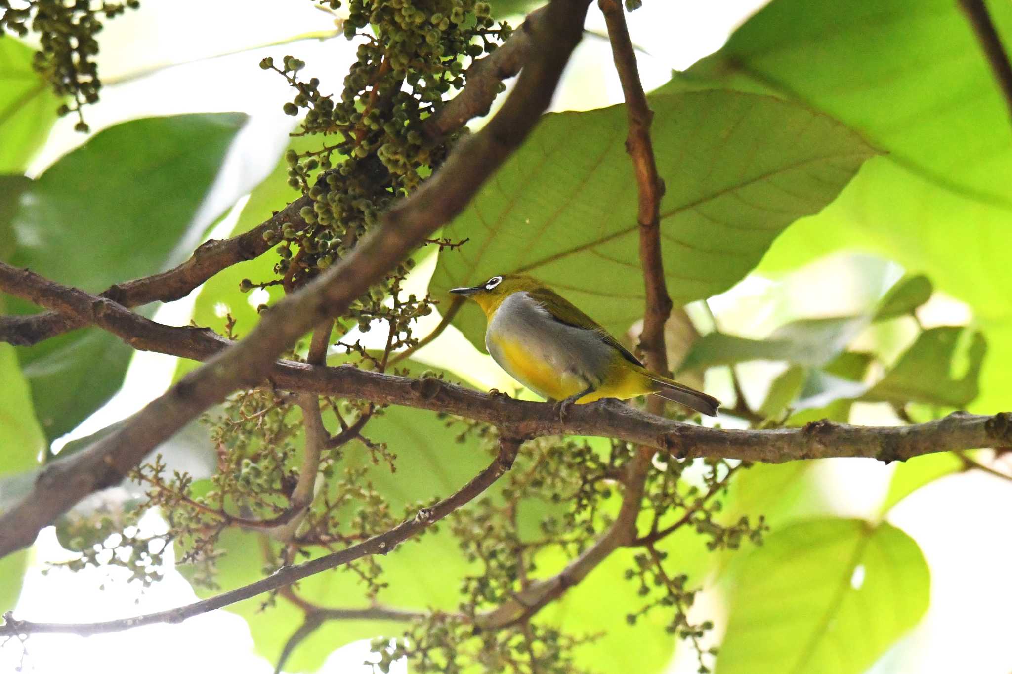 Photo of Hume's White-eye at Kaeng Krachan National Park by あひる