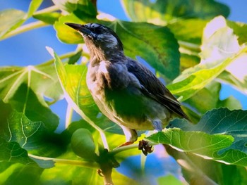 2023年8月20日(日) 隅田川テラスの野鳥観察記録