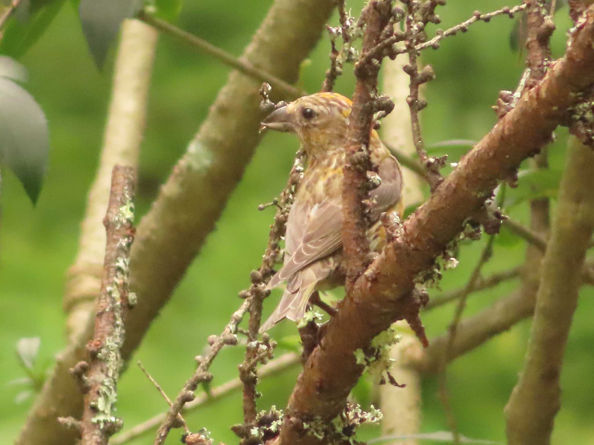 Photo of Red Crossbill at 創造の森(山梨県) by ゆ