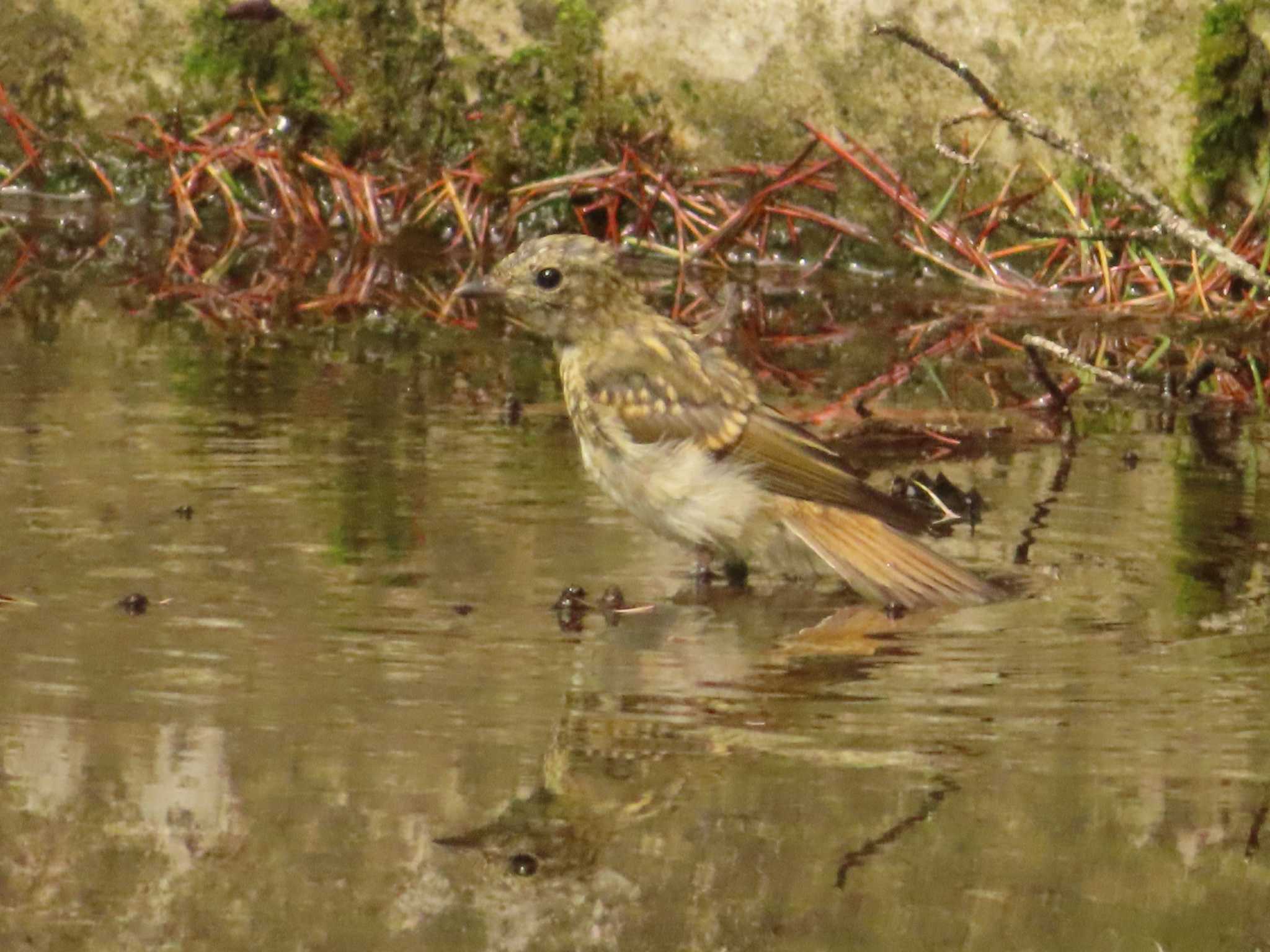 創造の森(山梨県) キビタキの写真