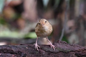 Buff-breasted Babbler