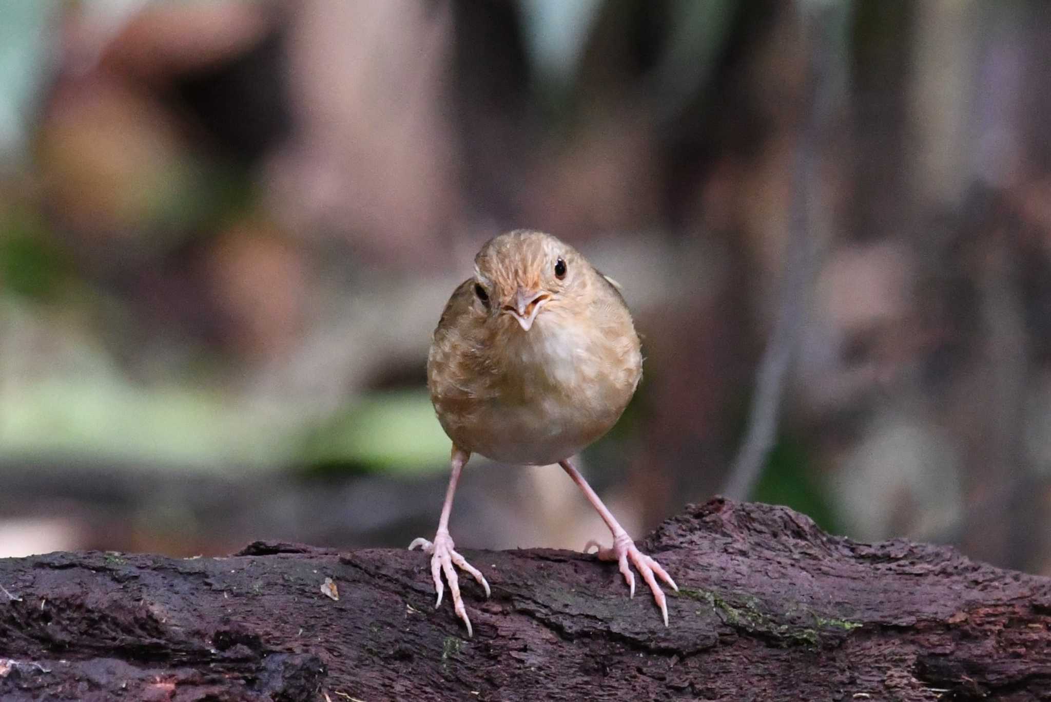 ケーン・クラチャン国立公園 チャムネムジチメドリの写真 by あひる
