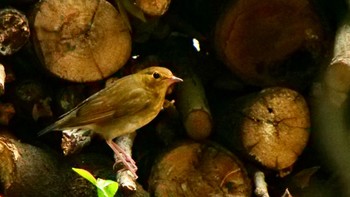 2023年8月19日(土) 大阪城公園の野鳥観察記録