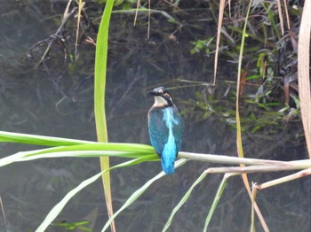 Fri, 8/18/2023 Birding report at Minuma Rice Field