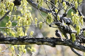 Narcissus Flycatcher 北杜市 Tue, 5/2/2023