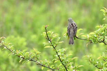 Grey Bunting Senjogahara Marshland Sat, 6/10/2023