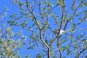 Chestnut-cheeked Starling 北杜市 Tue, 5/2/2023