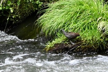 Brown Dipper Senjogahara Marshland Sat, 6/10/2023