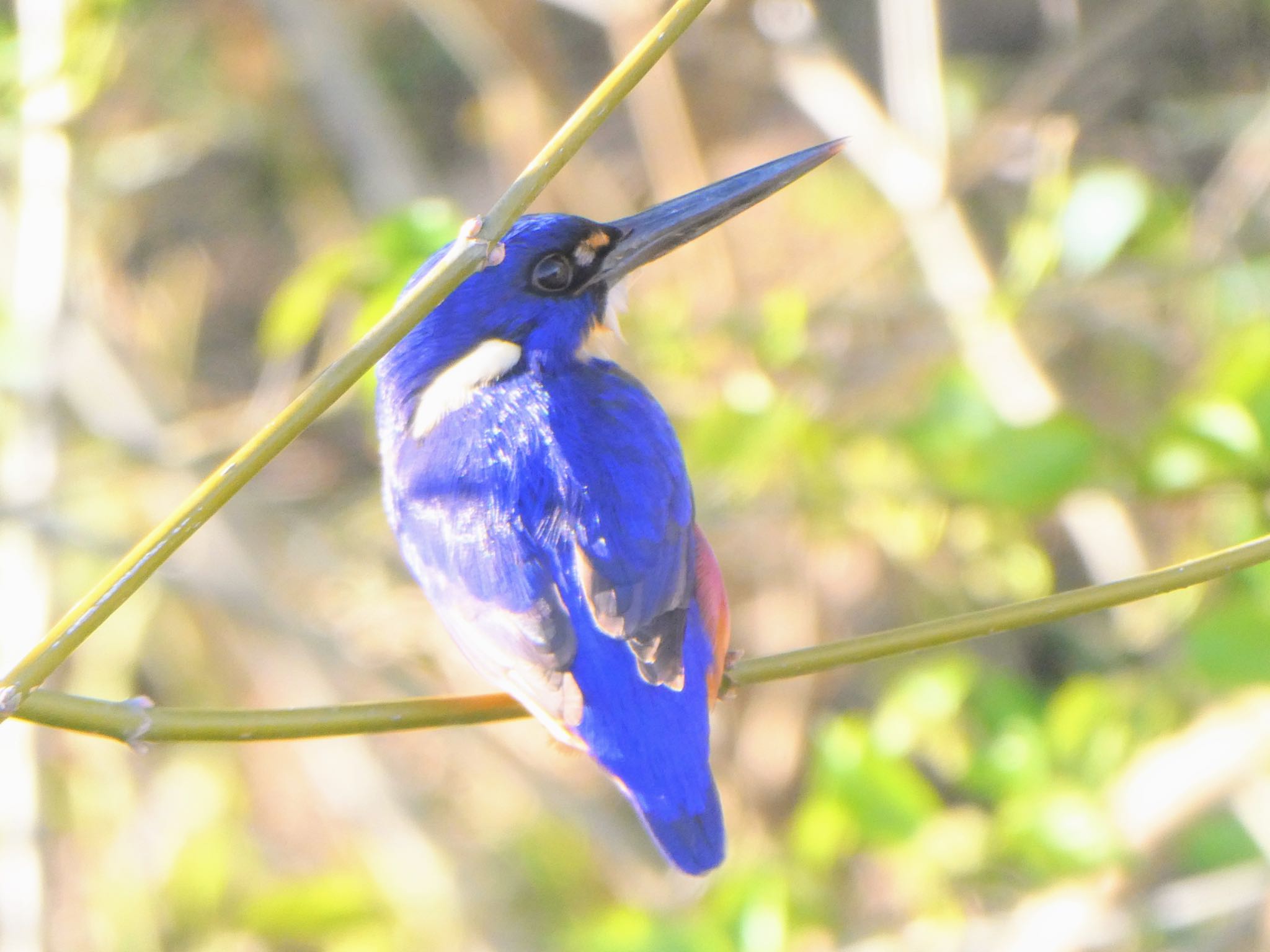 Richmond Lowland, NSW, Australia ルリミツユビカワセミの写真