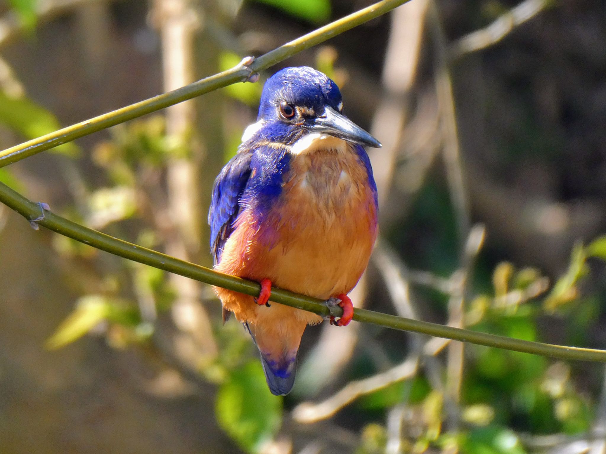 Richmond Lowland, NSW, Australia ルリミツユビカワセミの写真