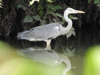 2023年8月20日(日) 芝川の野鳥観察記録