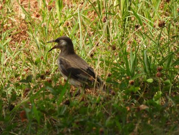 2023年8月12日(土) 姫路城の野鳥観察記録